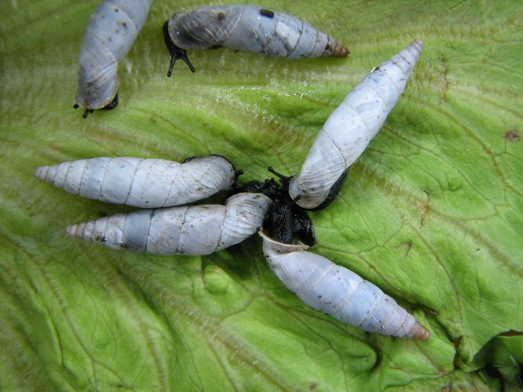 Medora macascarensis (Sowerby,1828) = Medora albescens